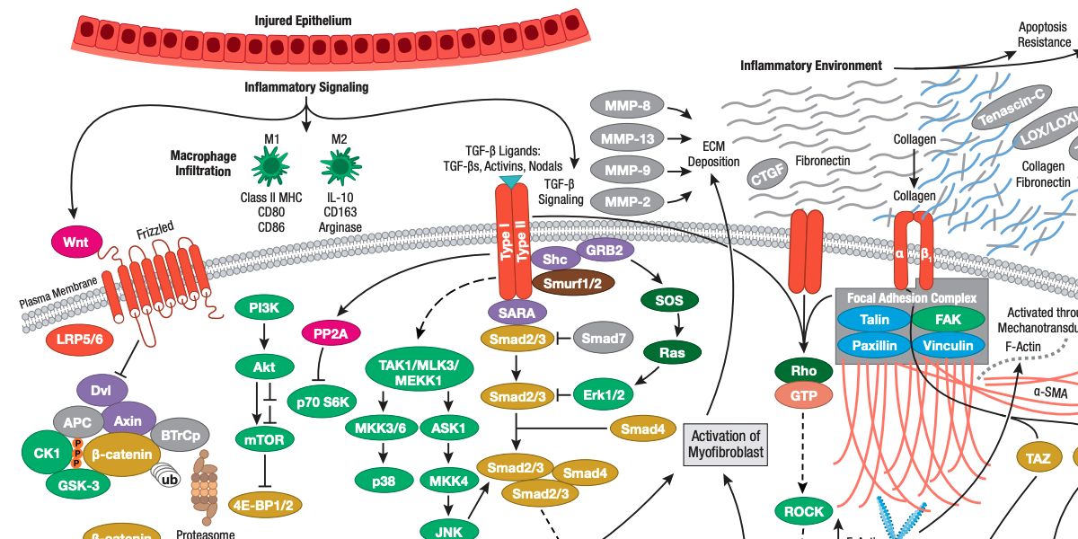 Fibrosis: When Wound Healing Turns To Disease